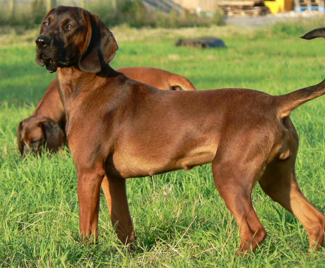 spaniel_fan's tweet photo. Met a lovely 6 month old Bavarian Mountain Hound today, a bit like this one.
#deertracking http://t.co/6e58cv3jqp