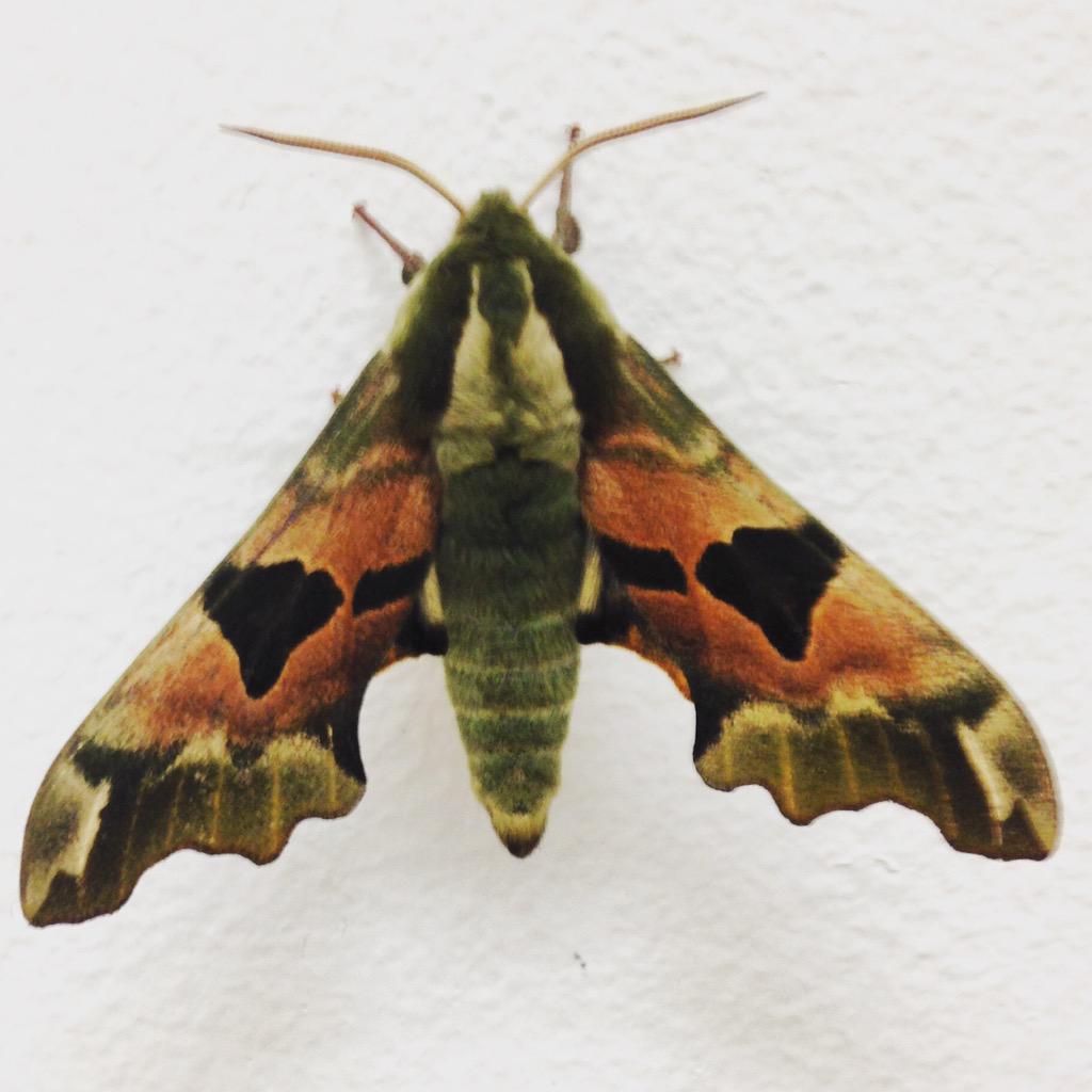 MissyDicko's tweet photo. #bbccountryfile can you tell what type of moth this is? He's joined me in the kitchen! #beautiful @CountryfileMag http://t.co/zGnYcuulf4