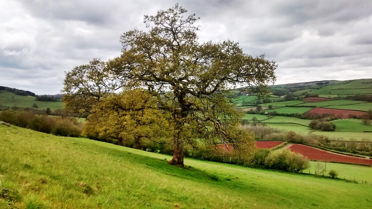 JonathanRBeare's tweet photo. #Tree that is all http://t.co/jX28acQ3A6