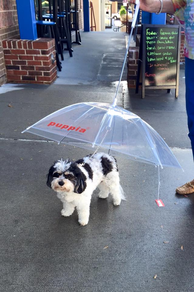 TVAmy's tweet photo. Oh my gosh! Would you get this for your dog? Does your pet care about getting wet? #AndYOUSay? http://t.co/81eJzEVj7y http://t.co/hKqqUxB8Vv