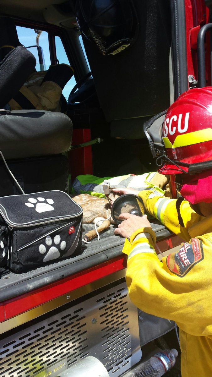 CALFIRE_PIO's tweet photo. Firefighters on the #ForebayFire today rescued &amp; resuscitated an injured fawn. Fawn is showing signs of improvement. http://t.co/6DKAQ7dMSY