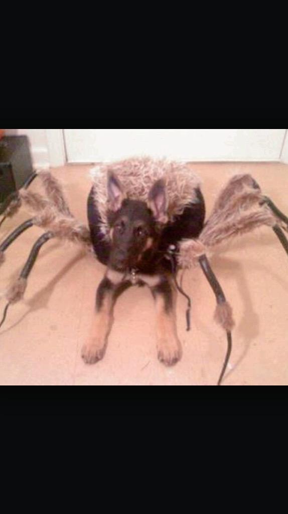 DogAtttack's tweet photo. It's a brown recluse! http://t.co/rtOkU4T2LO