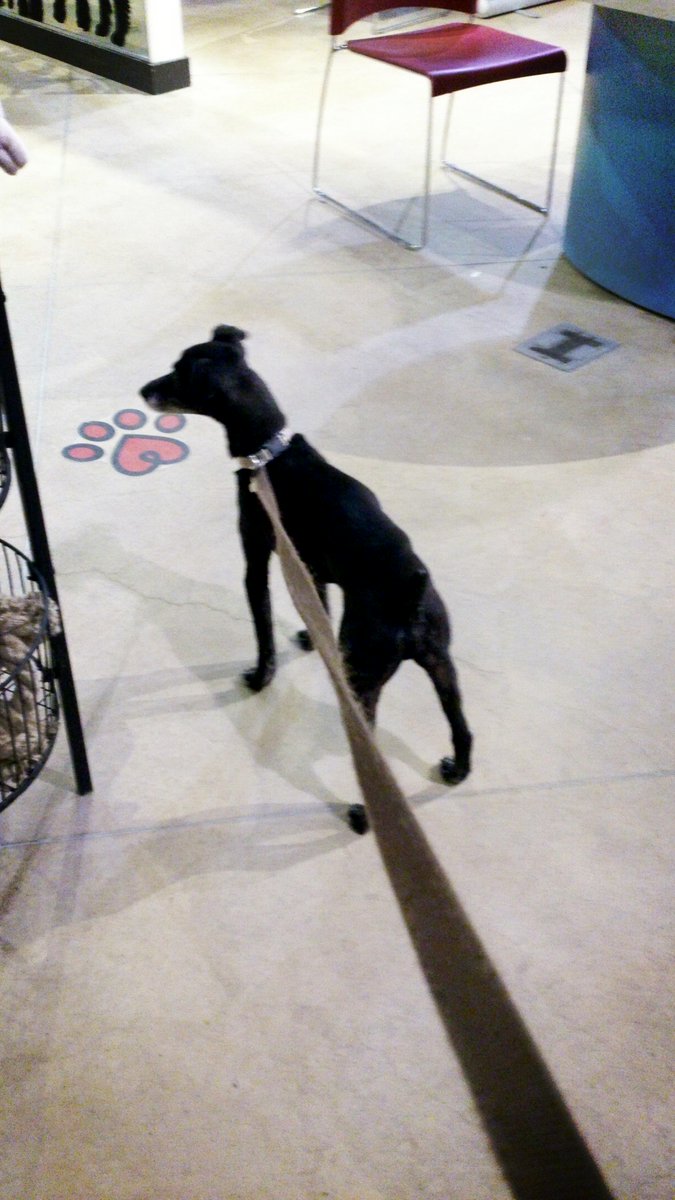 Tulk64's tweet photo. Food @pawsway for dinner #Beggin #PA397 http://t.co/zNa1TXphR6