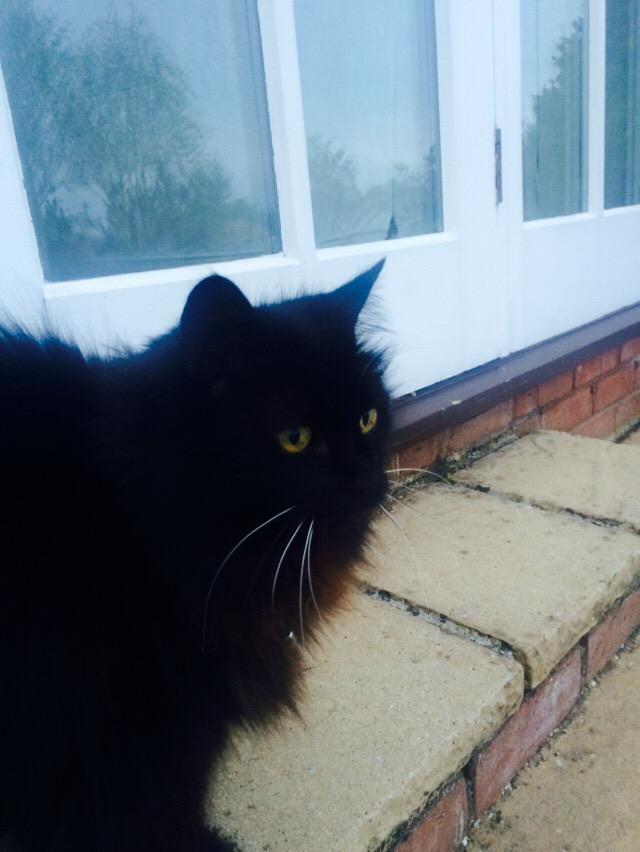 clear_7's tweet image. So good to be home with this #princess #velvet