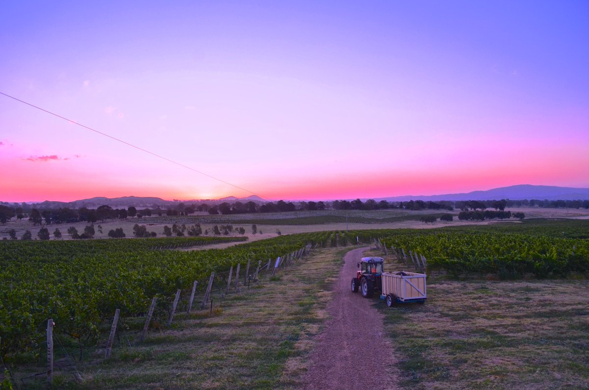 BarwiteVineyard's tweet photo. Celebrating our best ever harvest! #hardworkpaysoff #handcrafted #barwitevineyards http://t.co/3OXwo8DN5t