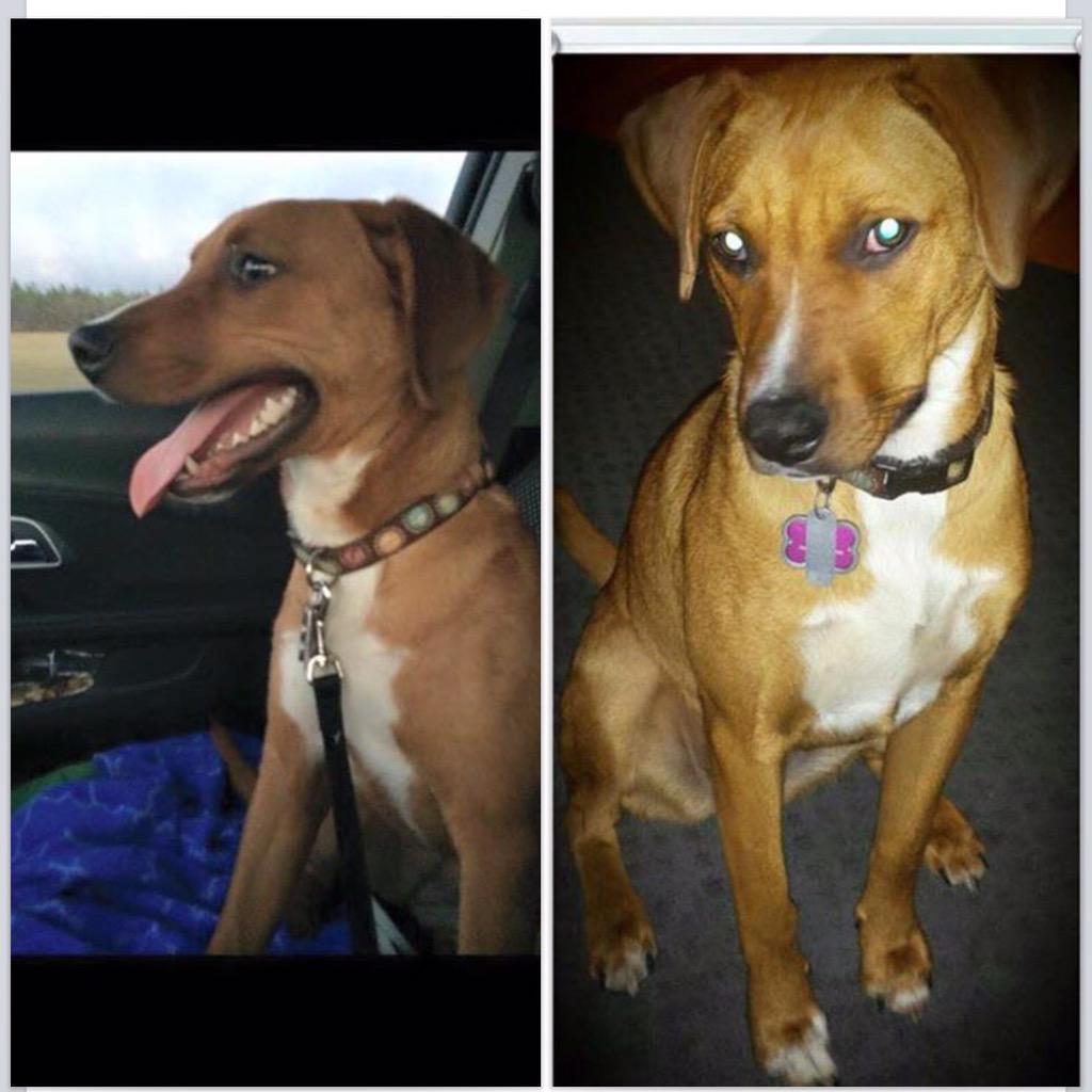 Adoption_First's tweet image. Penny needs a foster! If you can help, let us know!