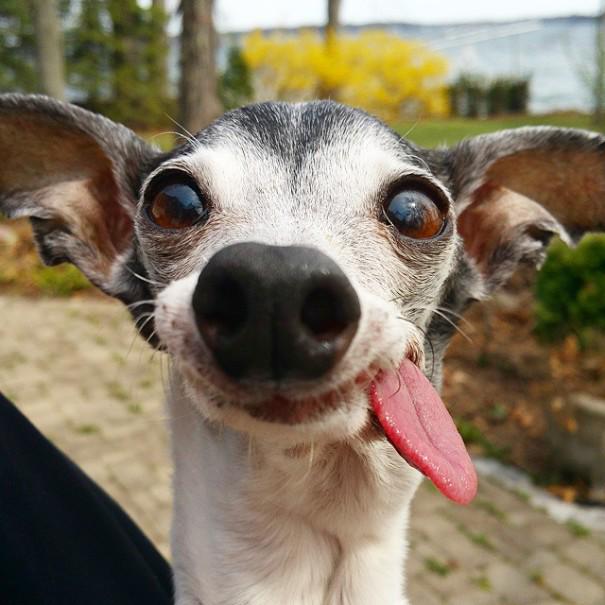 Flipopular's tweet photo. Zappa, A Toothless Italian Greyhound With A Floppy Tongue.
http://t.co/tJt6eokuWA http://t.co/cOhE6eJJVe