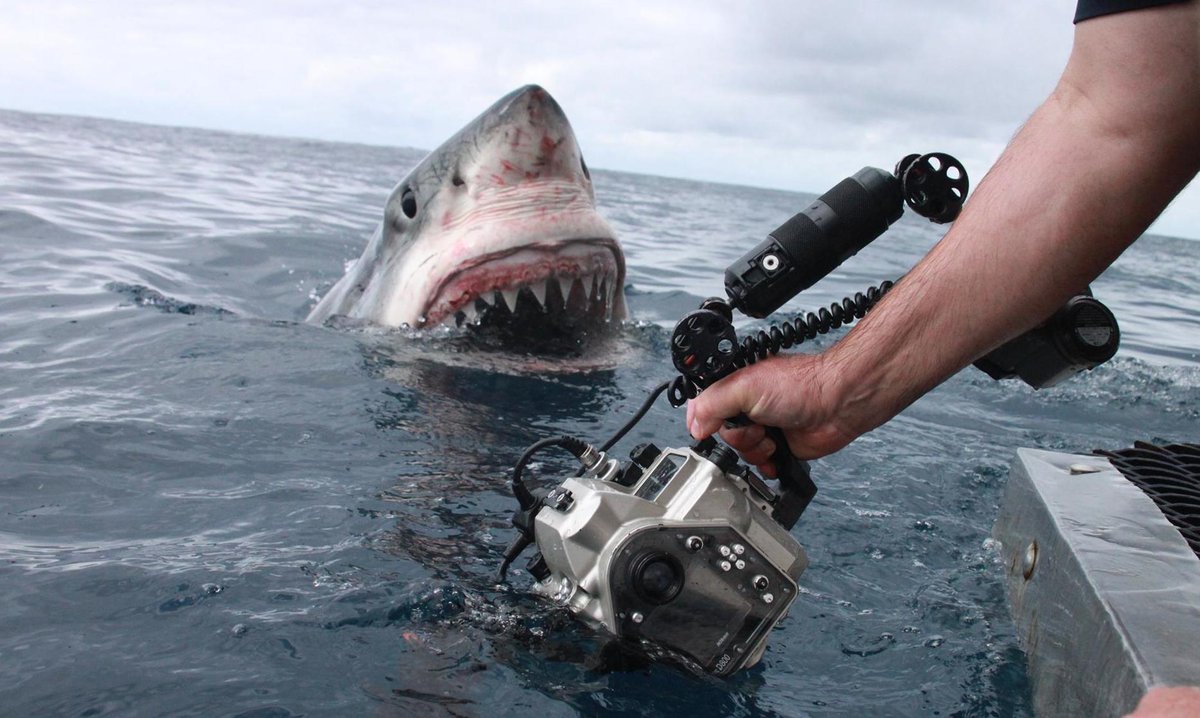 good's tweet photo. Terrifying great white shark is actually just browsing.
http://t.co/LXtljFWOus http://t.co/QezuemhLMo