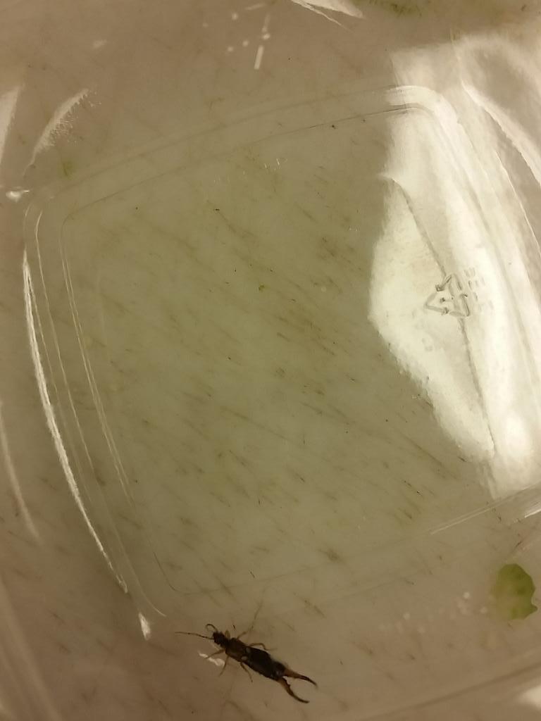 badssida's tweet photo. Don't buy cauliflower http://t.co/Y0oMHn8hBb