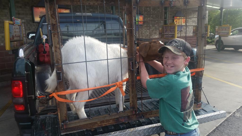 Our newest addition to the FFAmily.  #boer #SAE #nanny