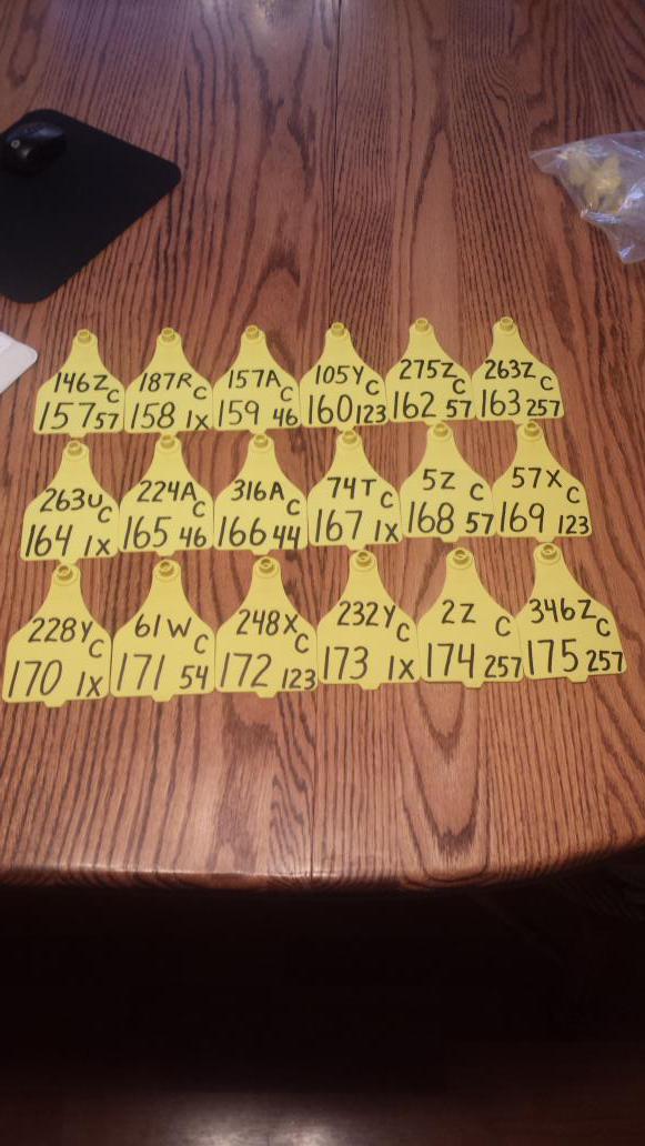 rawesranches's tweet photo. 49 purebred calves in the last 2 days. That's alot of the same birth dates. http://t.co/ok3v6JTU0Z