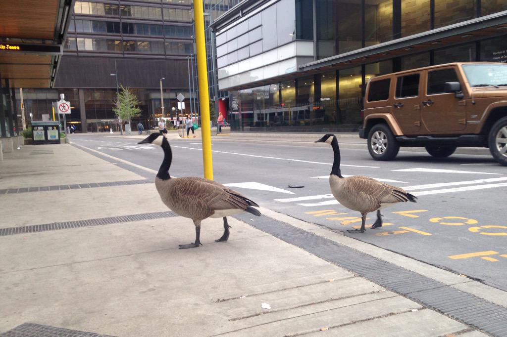 rlgrahlman's tweet photo. My homies at the bus stop earlier today #photoshoot #canadiantopmodel http://t.co/GBhzJOtBbK