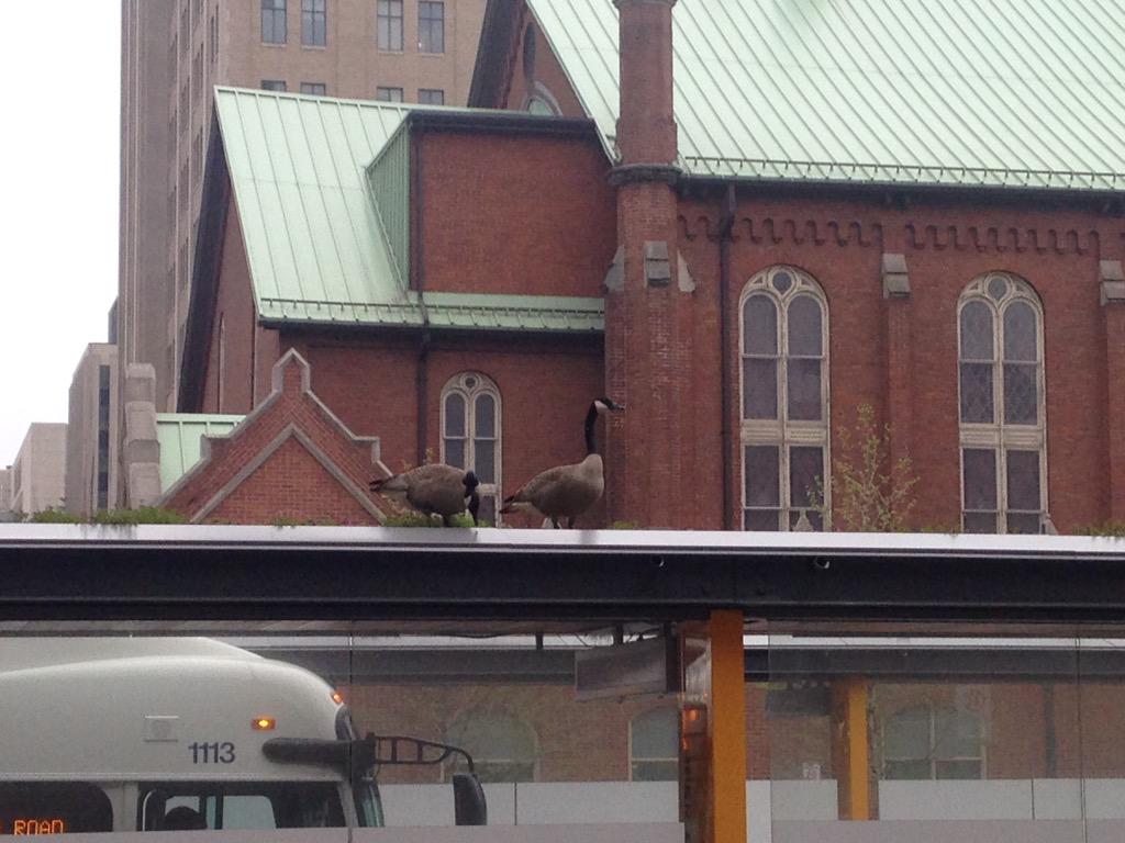 rlgrahlman's tweet photo. My homies at the bus stop earlier today #photoshoot #canadiantopmodel http://t.co/GBhzJOtBbK