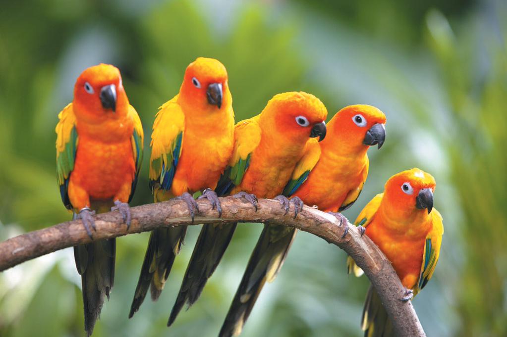 ExoticStellar's tweet photo. Free birds. http://t.co/wnRgzXEAhR