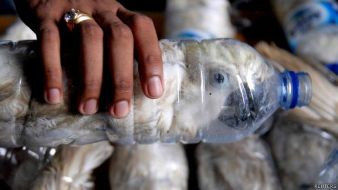 Yayasan WWF Indonesia tweet media