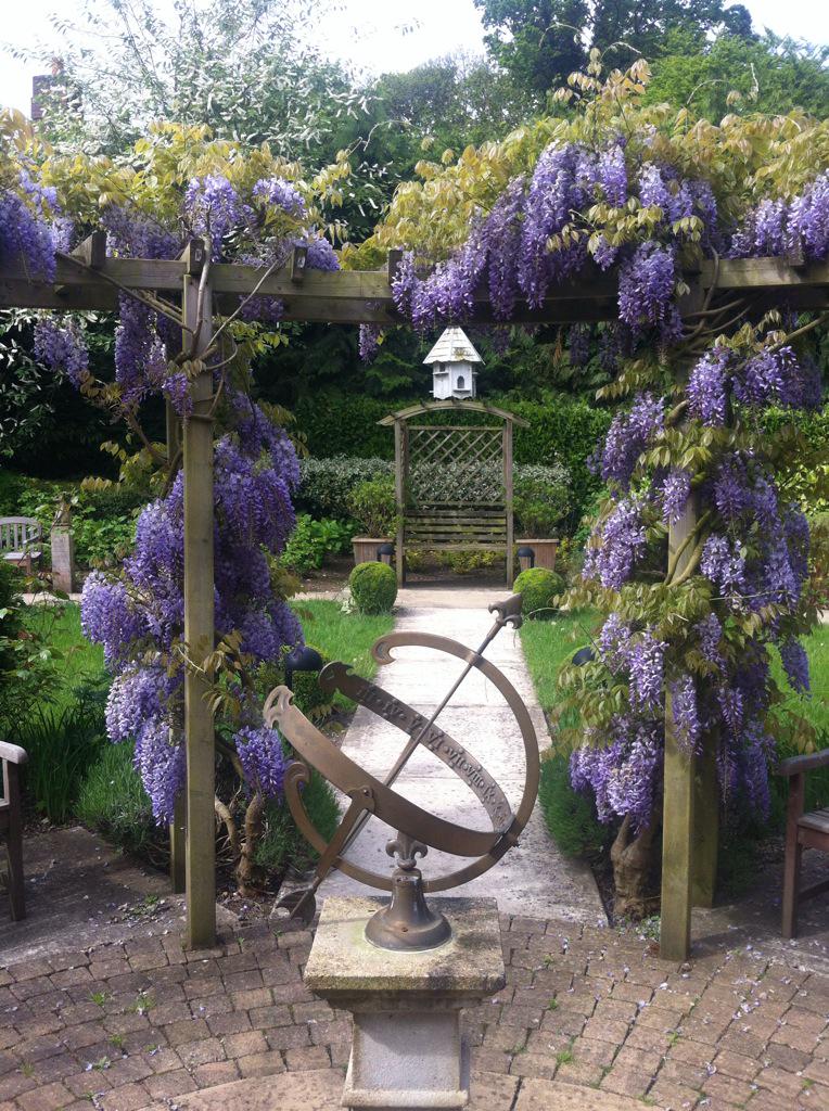 Full bloom Wisteria #SunriseEsher # TeamMaintenance