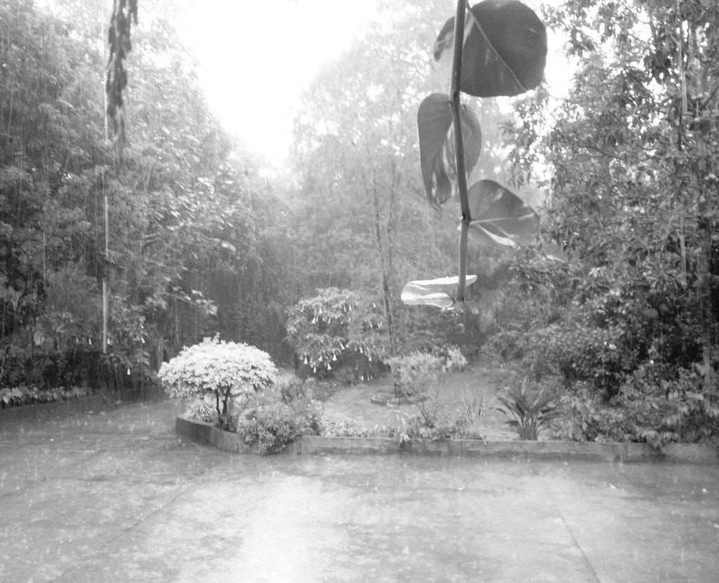 mandappakc's tweet image. #Midsummer #rains, boon or bane? Has the #weatherchanged already? #kodagu #india #climate