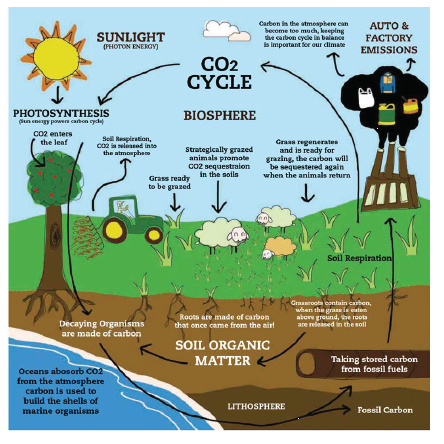 CelebrateSoil's tweet photo. "Understand the #Carbon Cycle &amp; #Soil #Health" by @hminternational. @SmartSOIL_EU @people4soil http://t.co/Xrxjtrem4T http://t.co/rpNoiBS5Pc