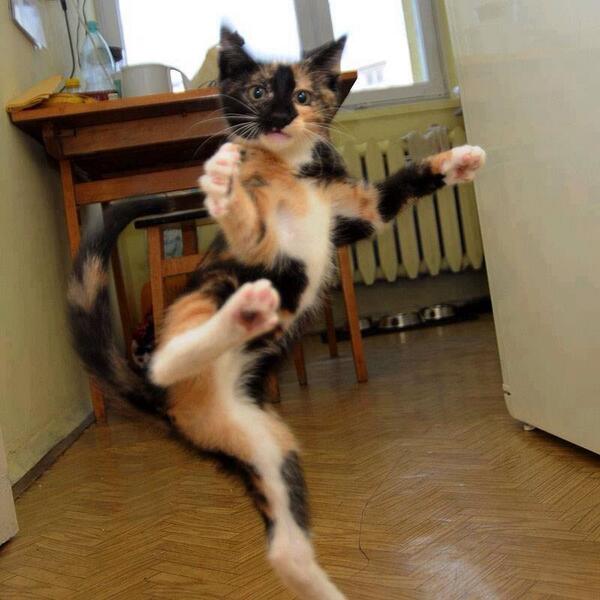 ninja!! :)