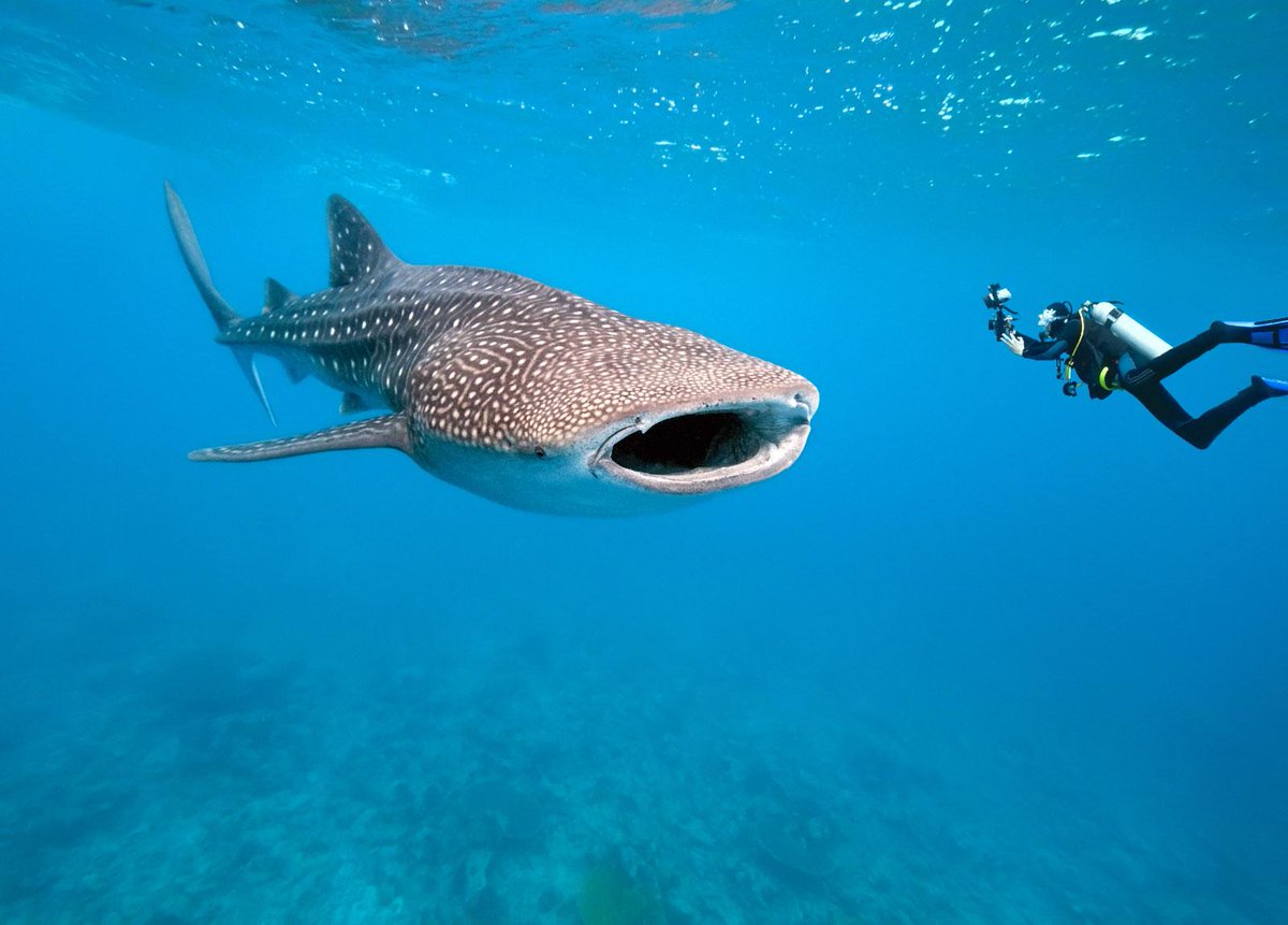 Don't you love to check out the bottom of the oceans to see whats going down there! #exploreunderwater #Maldives