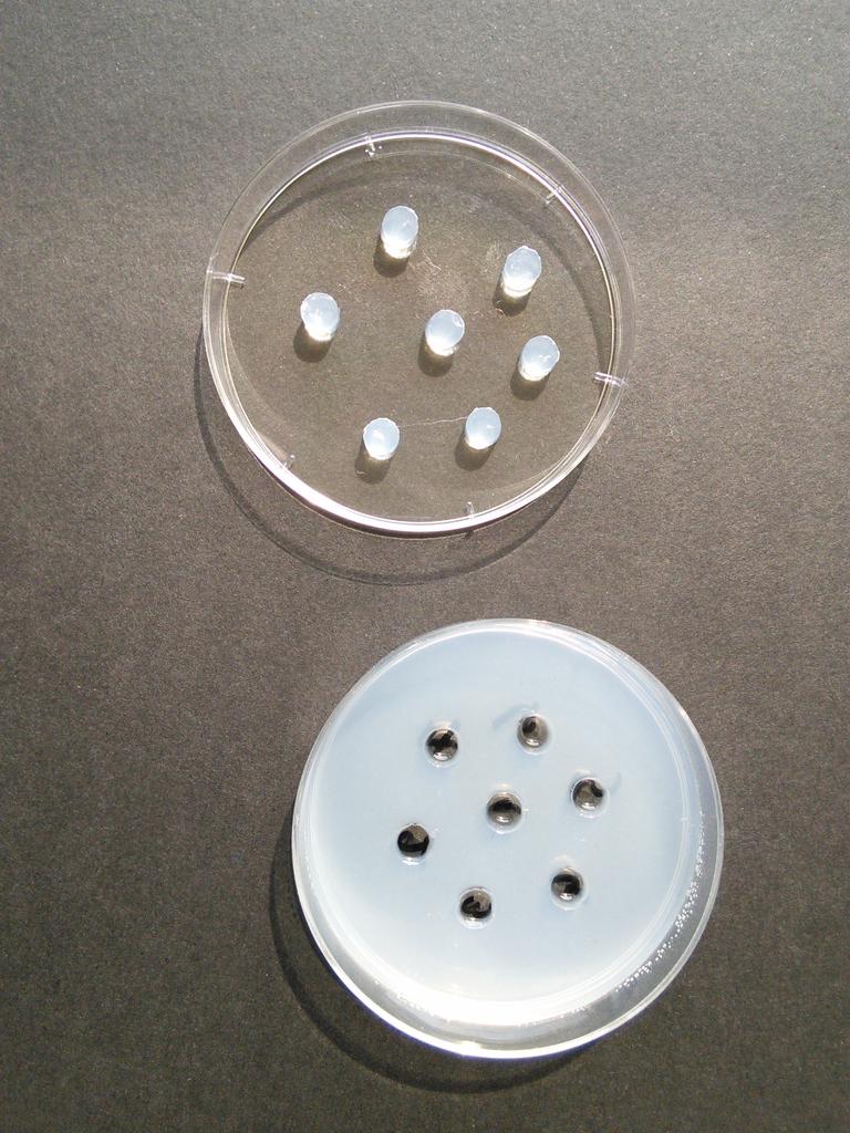 SVTSugerTab3's tweet photo. Puis enfin nous avons injecter les différents sérums dans un puits spécifique #TweeteTsvt #Ts http://t.co/ggSsbEVyno