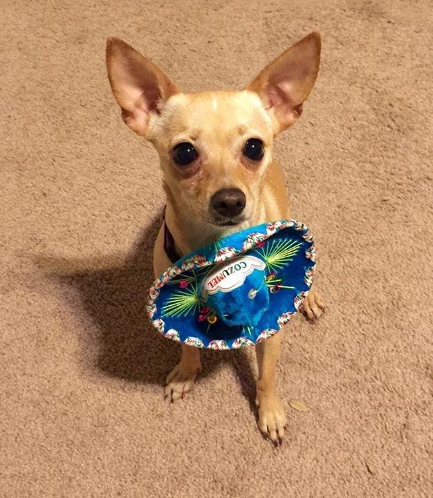 #happyCincoDeMayo @CincodeMayo #Mexico #Mexican #Mexicanhat #Belated