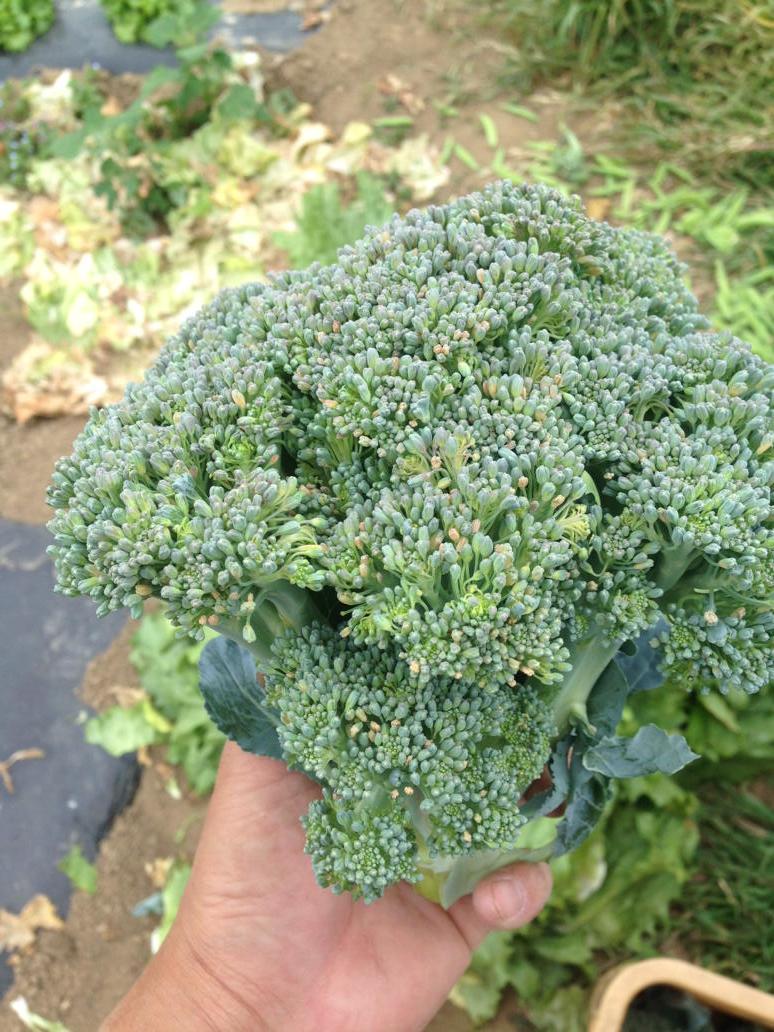 くろっきー On Twitter ブロッコリーは収穫遅れでこんなことに Http T Co T3cv9rjrge