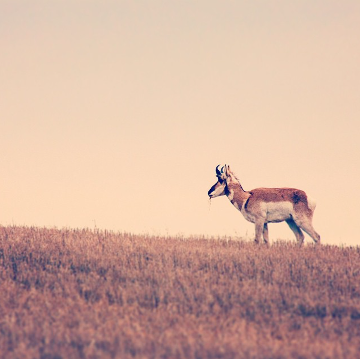 AndriElko's tweet photo. Back in N Dakota, where the deer and the antelope play. There seldom is heard a discouraging word and the sky... http://t.co/H9NheXS3SL