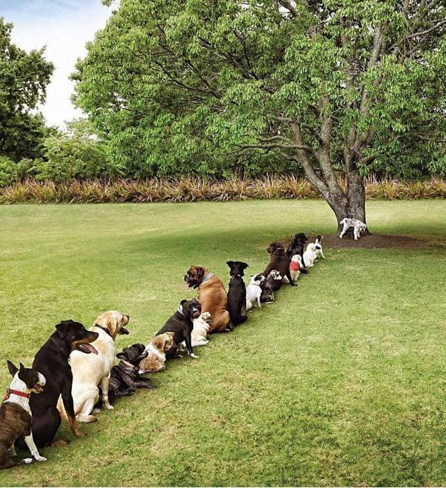 treat life like a dog