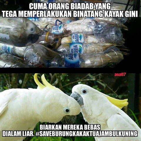 AgiDwiP's tweet photo. #SAVEBURUNGKAKAKTUAJAMBULKUNING http://t.co/sjSJKLqfiz