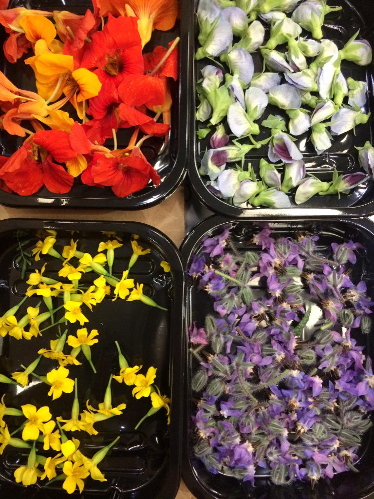 Totalcornwall's tweet photo. Some lovely looking Edible Flowers for @tomdoddone @GreedyGoosePlym 

#nasturtium #peaflower #borageflower #tagets http://t.co/DFhtL43t5c