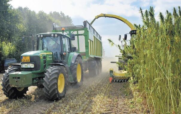 TenHaveSeeds's tweet photo. Nieuw webshopproduct: #vezelhennep! Meer informatie: http://t.co/4UhllECjWN
#USO31 #vezelhennepzaad http://t.co/hzewGuYplH