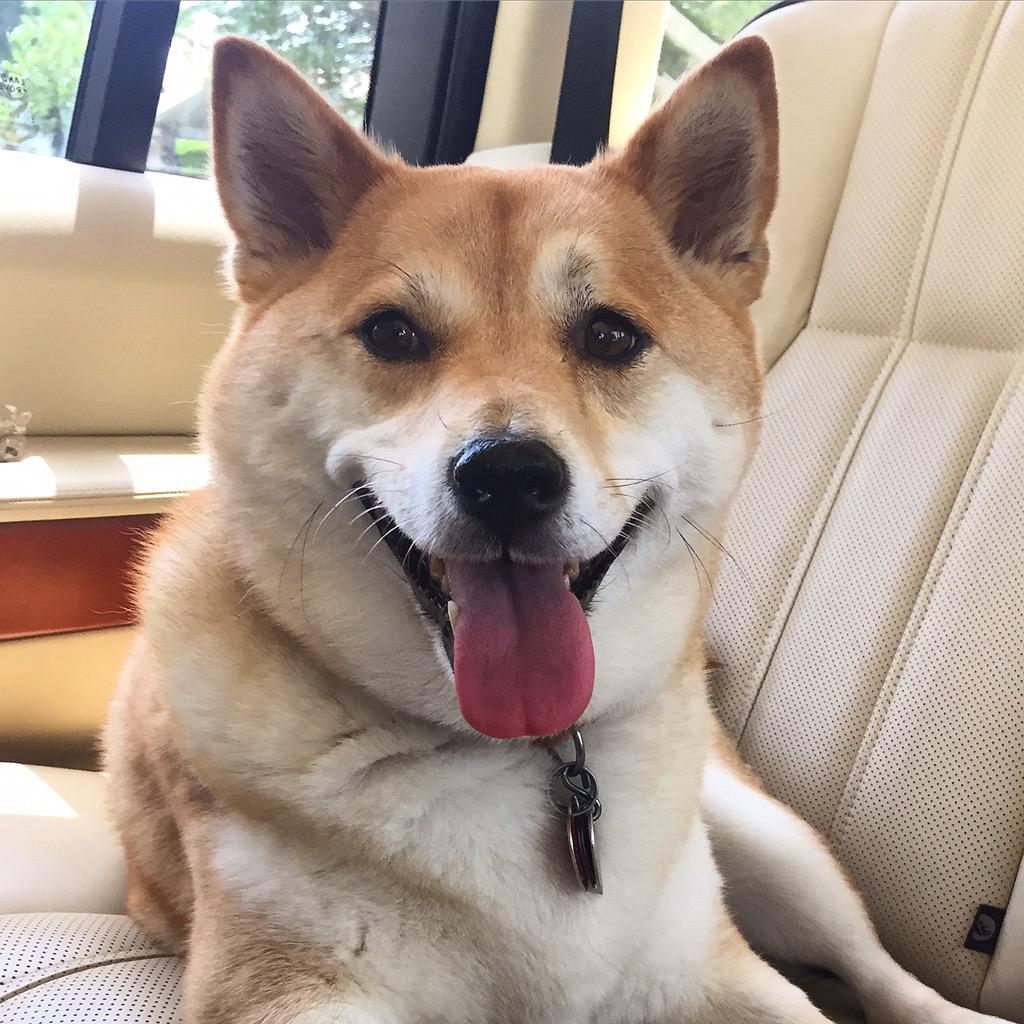LeashYourself's tweet photo. Happy #TongueOutTuesday! http://t.co/rdZMiM5nWk