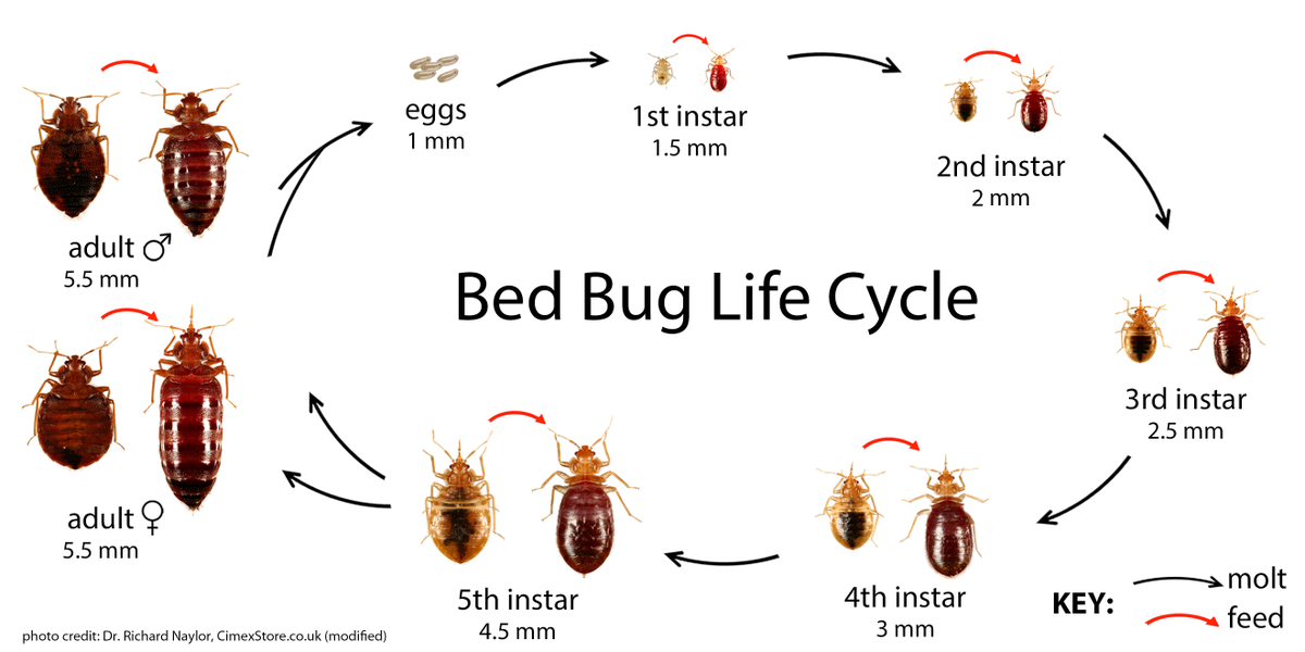 National Pesticide Information Center. #bedbugs. 