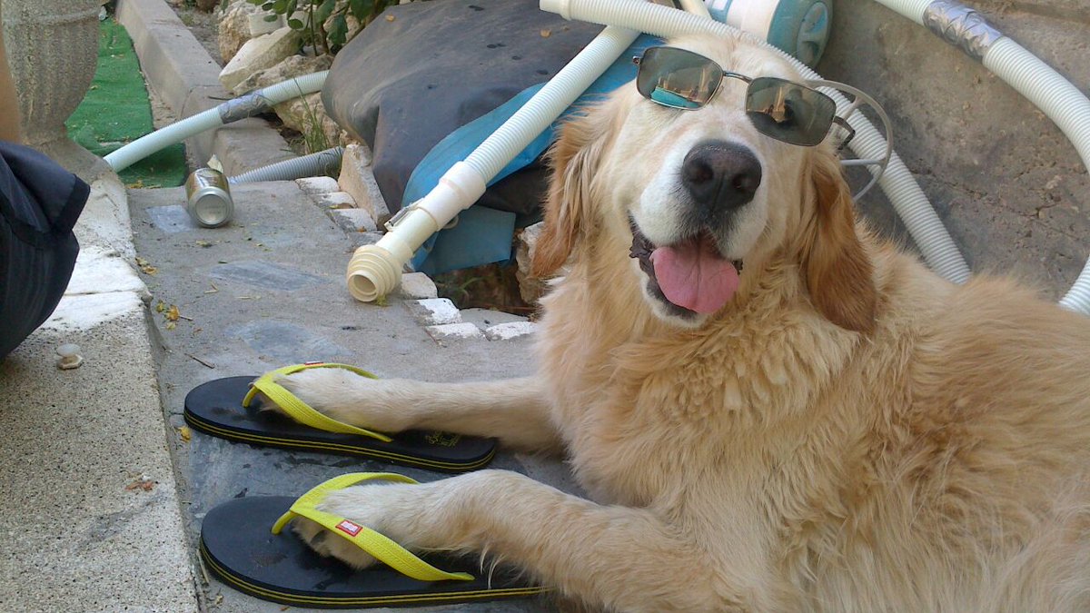 Rentilon's tweet image. Nuevas opciones más accesibles para el cuidado de tus #mascotas. Un ejemplo en #Madrid aquí - goo.gl/nlvva5