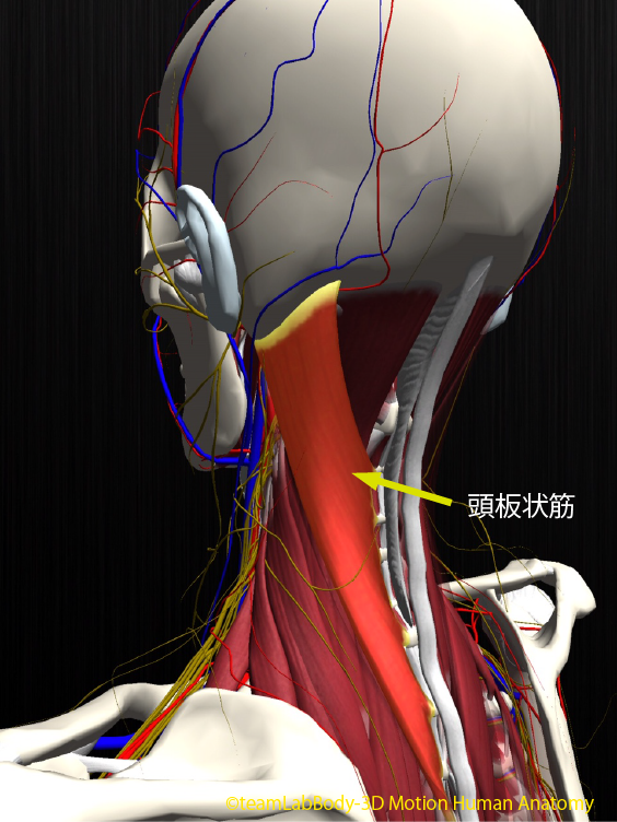 Twitter पर Teamlabbody 頭板状筋 頭板状筋と頚板状筋がある 起始 第3 7頚椎の項靱帯と第1 3胸椎の棘突起 停止 頭板状筋 上項線の外側1 3 乳様突起 頚板状筋 第1 4頚椎の横突起 T Co Gat1skhu0c