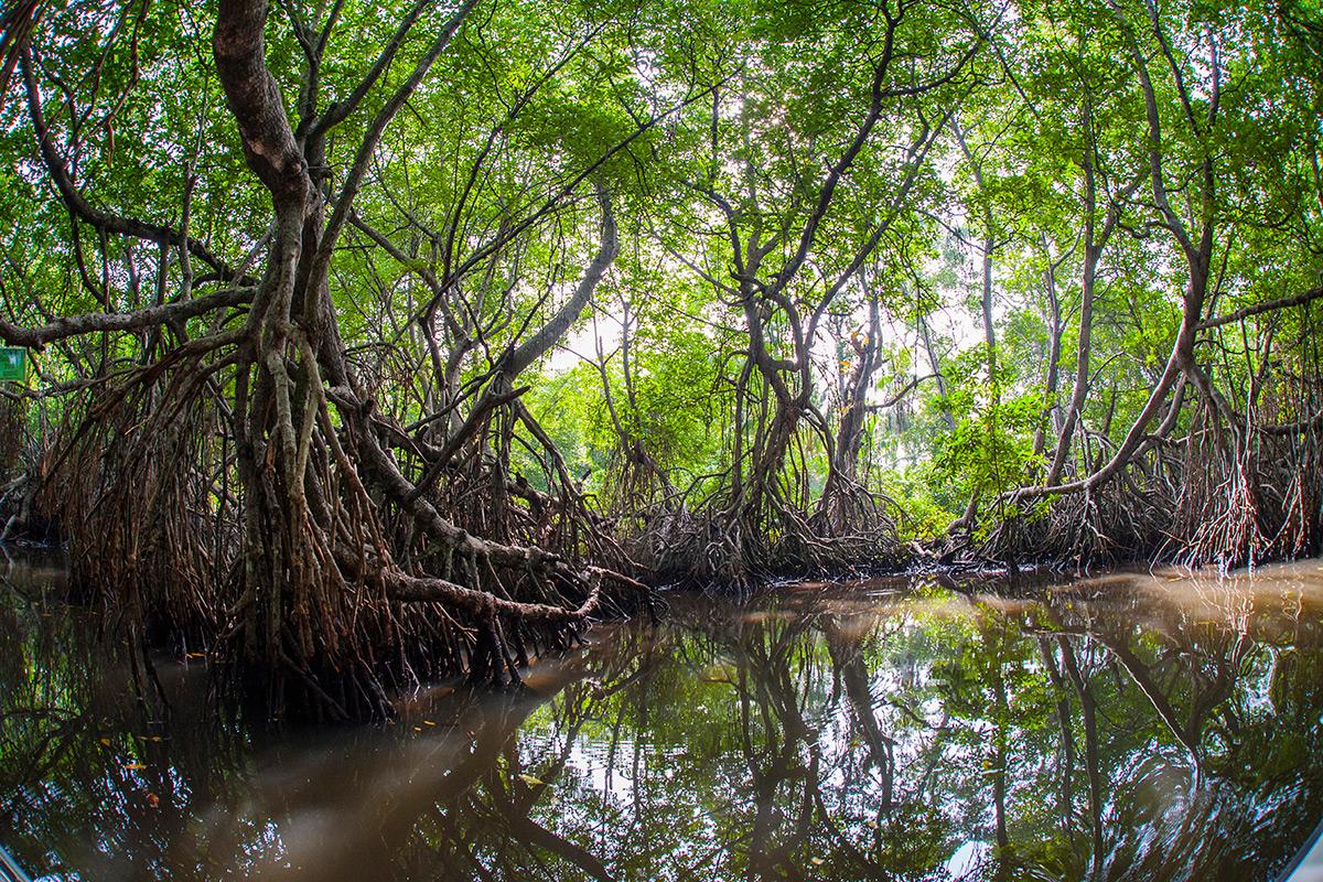 newscientist's tweet image. Sri Lanka is first nation to promise full protection of mangroves  - the 'roots of the sea' ow.ly/MQhEk