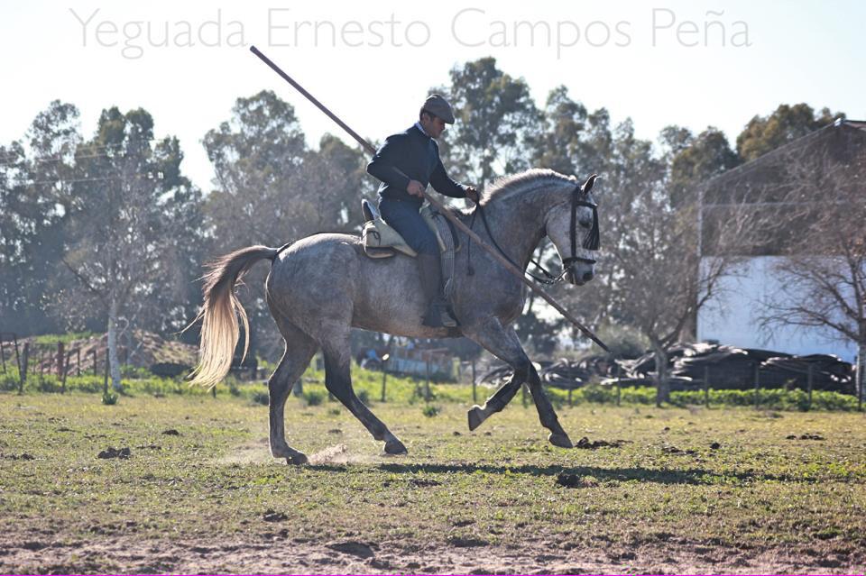 Aseado, hijo de Aseada, yegua que nos a dado grandes satisfacciones. Ganas de empezar con él este verano.