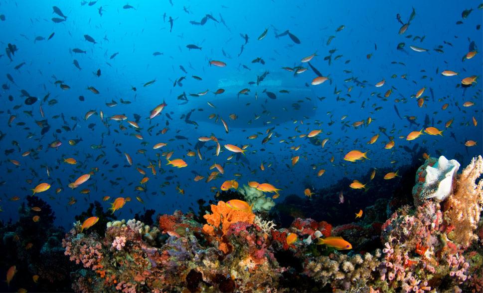 When in #Maldives visit #MaayaThila, one of the top #dive destinations in the world!