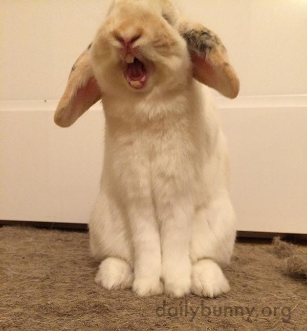 TheDailyBunny's tweet photo. A yawn can make a cute bunny look fearsome, then cute again, w/ more here: http://t.co/Pkvt7KhrLM http://t.co/rr61eKQvVJ