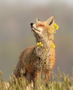 Saveourfoxes's tweet photo. Everyday is a new day! Live it like a fox! ❤️🐺❤️ #savethefox #FoxHunting #ToriesOutNow http://t.co/Z8iItAHpdS