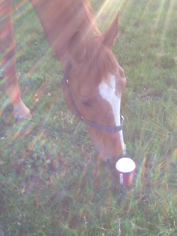 SolitaireDTM's tweet photo. Coming soon to Banbury @CWFonline, its next door to @CostaCoffee #EquestrianEssentials @BDCentralRegion @AriatEurope http://t.co/xirOexXXxw