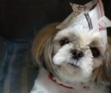 お犬ムービーシアター あんころもちのゆううつ こどものひ これまでの あんころもちのゆううつ Aiko Official Scoopnest