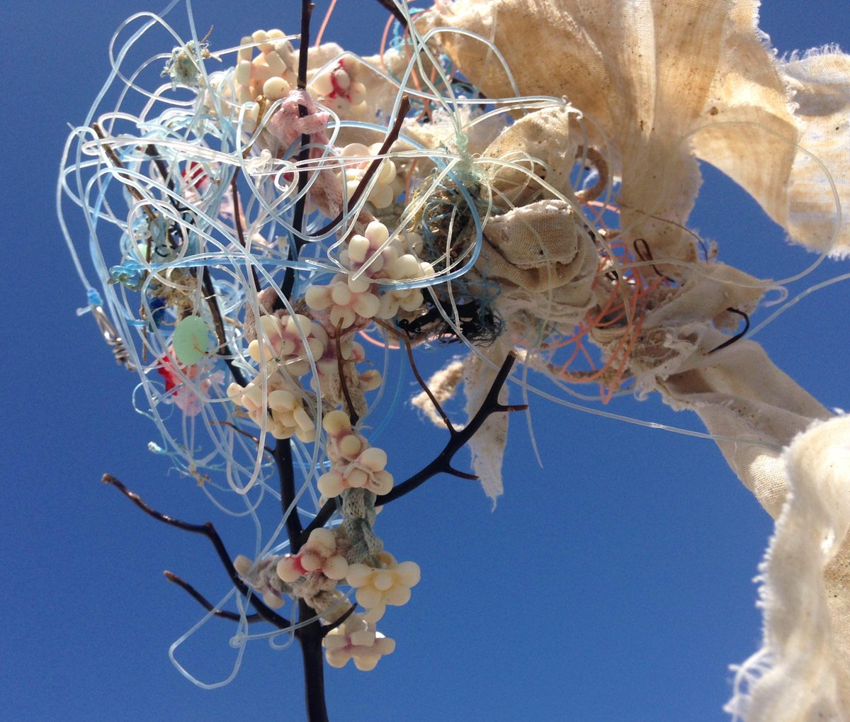 PINKSEAFAN's tweet photo. @theblackfishorg So many #pinkseafans caught up in #marinedebris #ghostgear http://t.co/fhJhCNt1JR