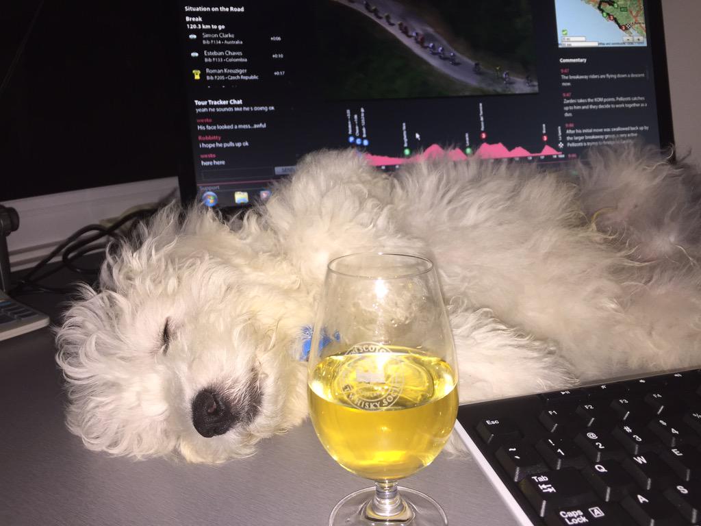 lordofdaroad's tweet image. What drinking problem..baby road hound - Cracked early! #redzone #1toomany #sbscycling #Giro2015 @CyclingCentral