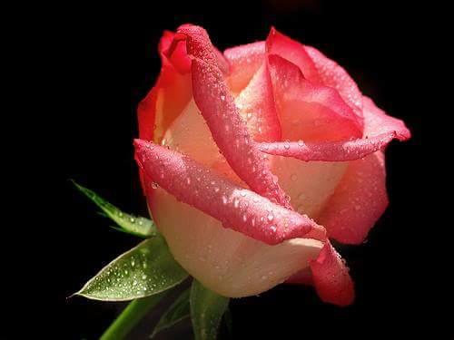 نعم هيه كذالك اللغة الوفية كلمأ حزن القلب ضجت بالبكاء ..
ممتن لعبقك ريحانة الجميلة ..