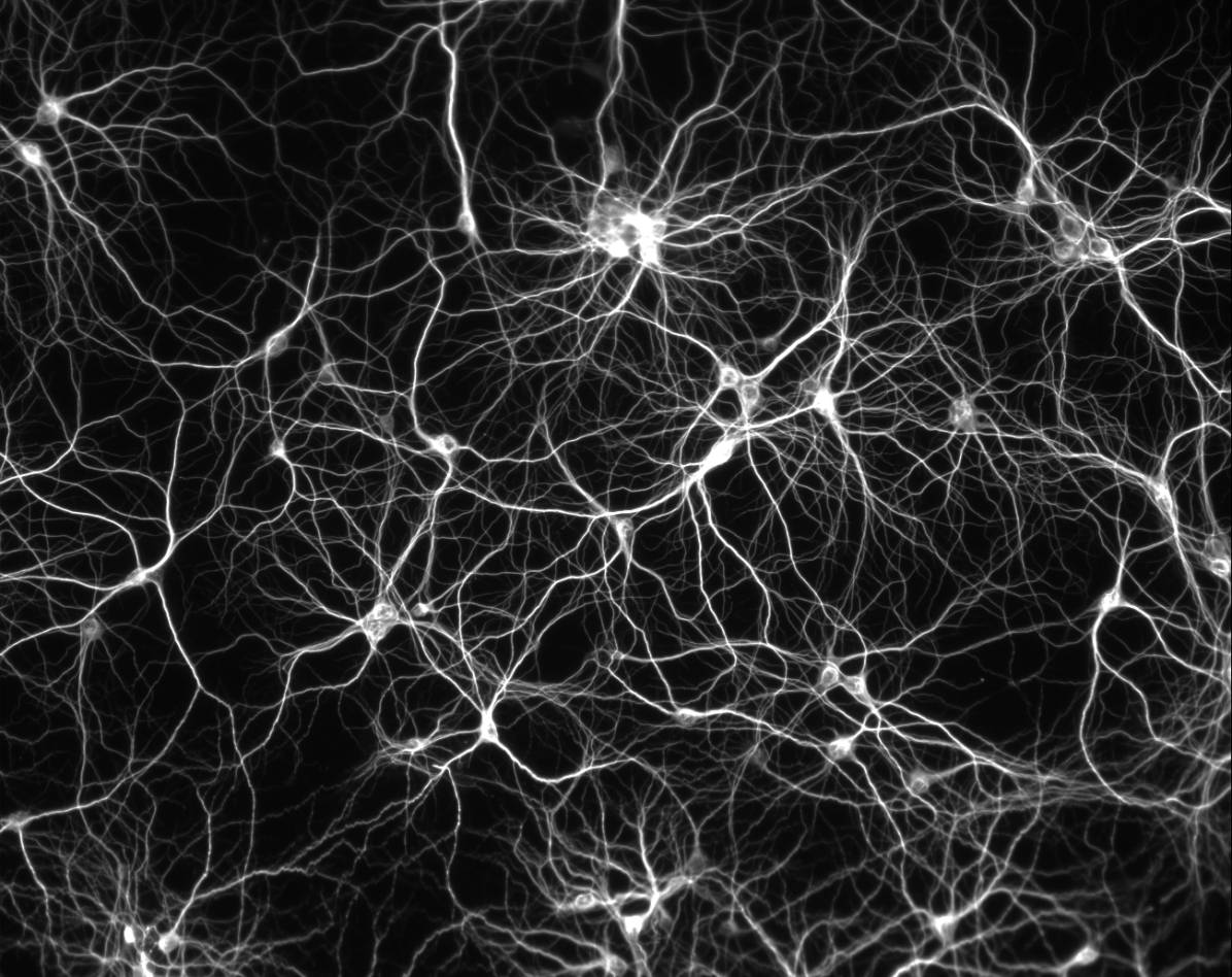 Varramie's tweet photo. Can you guess what is in the pictures and mention somewhere else this pattern exists?

http://t.co/dVcEsjPNQt http://t.co/TMC2e3rnjZ