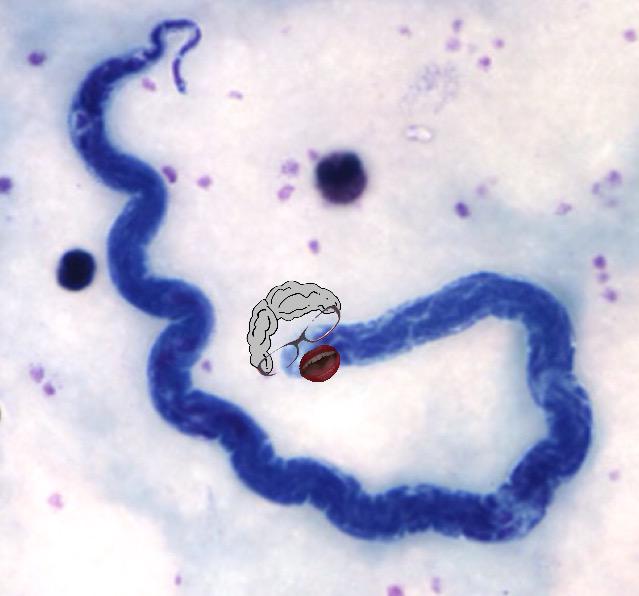Loa Loa Worm (@LoaWorm) / Posts / X
