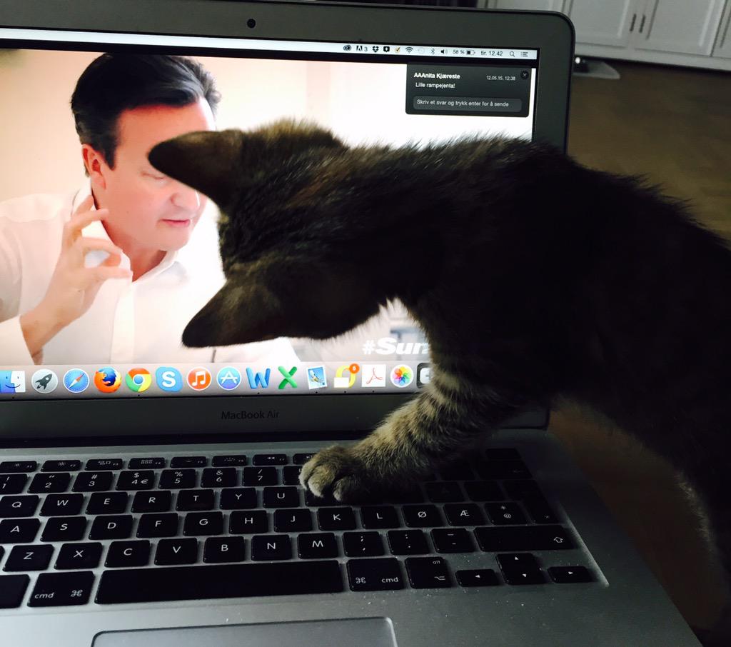 Traaseth's tweet photo. @David_Cameron is a good guy! Quote: Ellie, the cat :-) http://t.co/qYGXxR41qJ