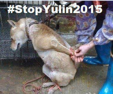 2whatshappening's tweet image. #YulinGetDogsOffTheMenu @ftchina @ReutersChina @AP @BBCNews @DailyMailUK @JustDoSmthing @XHNews @abcnews @KnowlesABC7